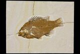 Bargain, Fossil Fish (Priscacara) - Green River Formation #119443-1